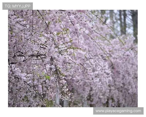 45万人赴樱花盛会 江城奔跑经济学带动春日旅游新热潮 45万人赴樱花盛会 江城奔跑经济学带动春日旅游新热潮